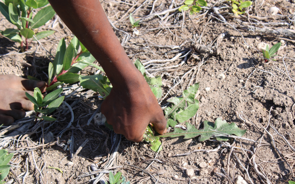 Ohne Klimaschutz keine Ernährungssicherheit