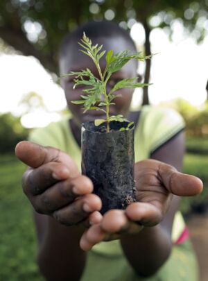 Junfe mit Bambuspflanze