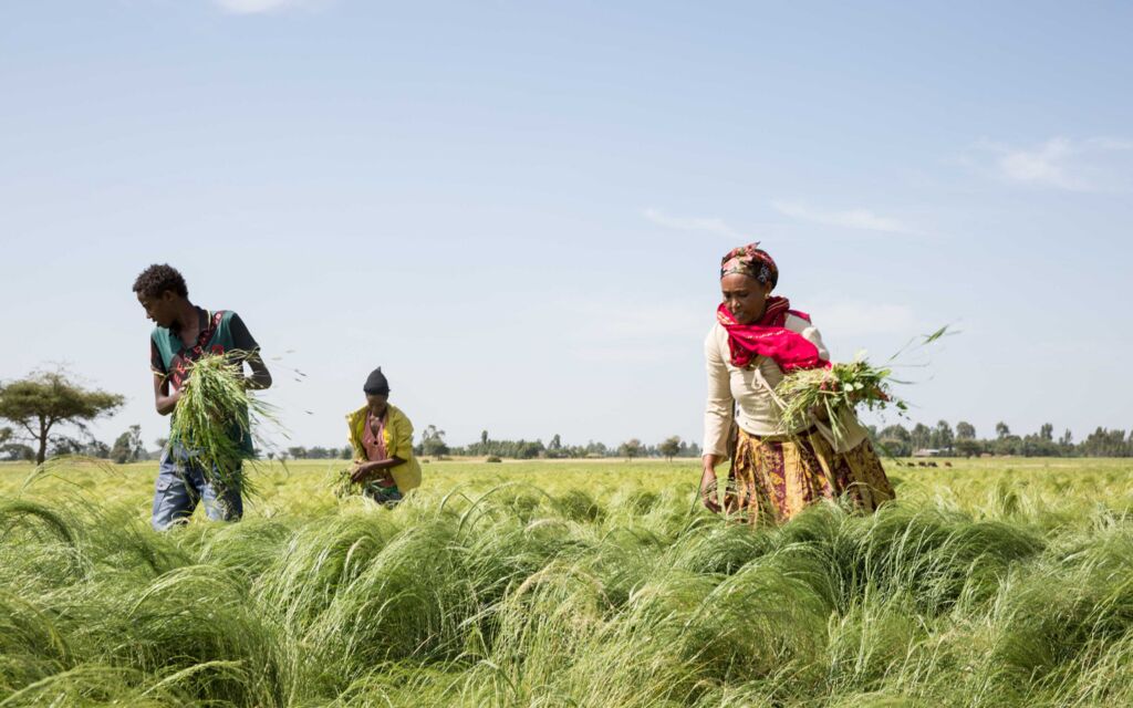 Vernetzte Lebensräume in Subsahara-Afrika – Leben zwischen Stadt und Land