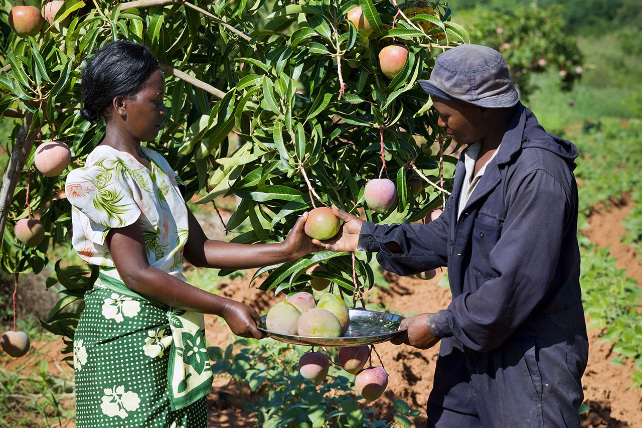 Kenia: Landwirte ernten frische Mangos aus eigenem Anbau. Photo: Christoph Püschner/Brot für die Welt