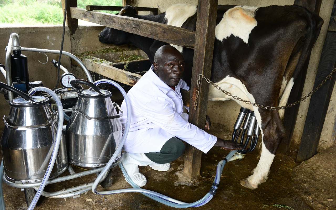 Supply chains in the dairy industry. Photo: GIZ